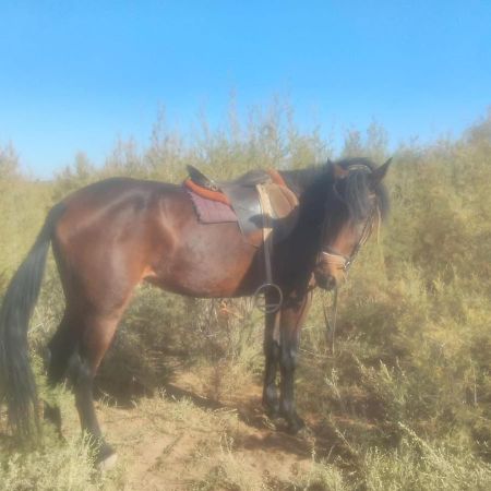 Dar Alfourssane Ferme D'Hote Ουαρζαζάτ Εξωτερικό φωτογραφία