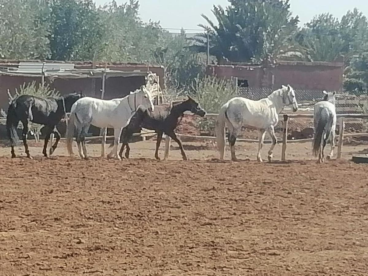 Dar Alfourssane Ferme D'Hote Ουαρζαζάτ Εξωτερικό φωτογραφία
