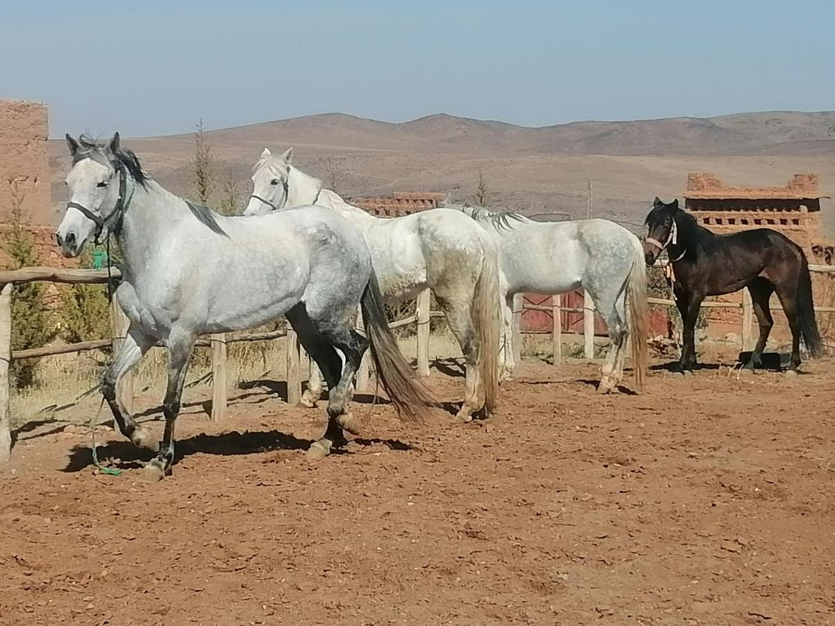 Dar Alfourssane Ferme D'Hote Ουαρζαζάτ Εξωτερικό φωτογραφία