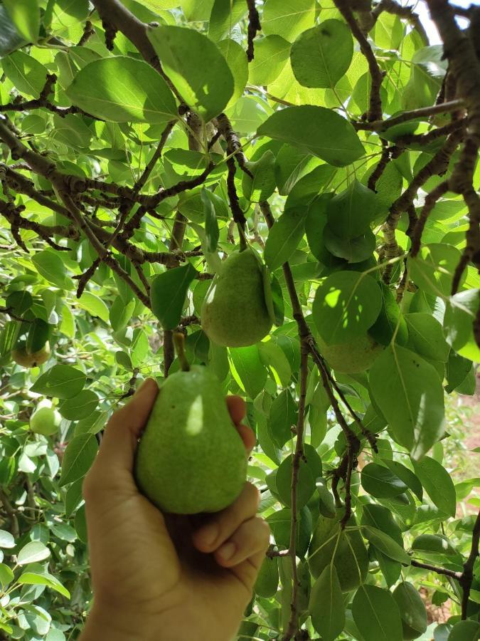 Dar Alfourssane Ferme D'Hote Ουαρζαζάτ Εξωτερικό φωτογραφία