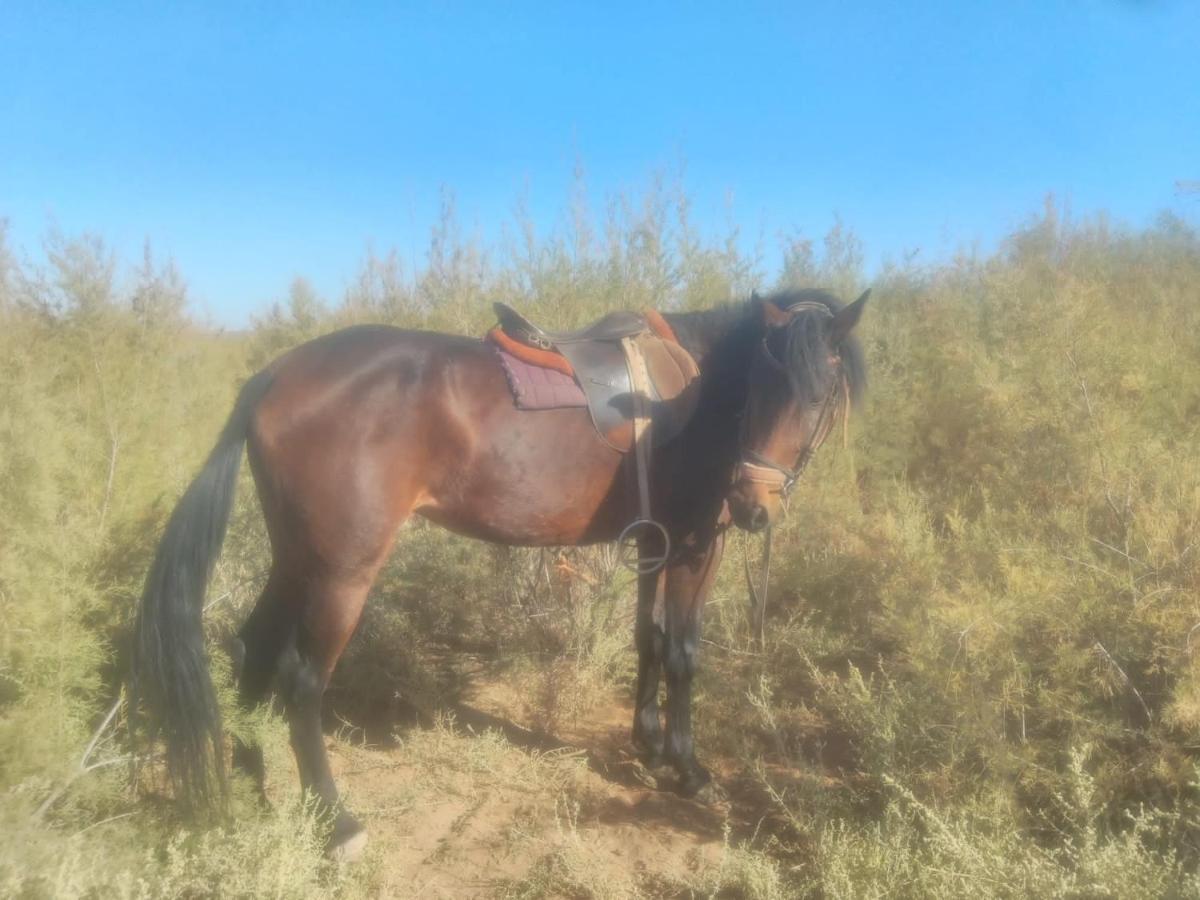 Dar Alfourssane Ferme D'Hote Ουαρζαζάτ Εξωτερικό φωτογραφία