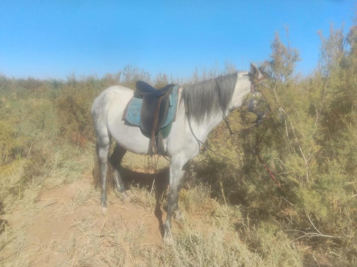 Dar Alfourssane Ferme D'Hote Ουαρζαζάτ Εξωτερικό φωτογραφία