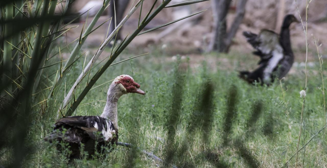 Dar Alfourssane Ferme D'Hote Ουαρζαζάτ Εξωτερικό φωτογραφία
