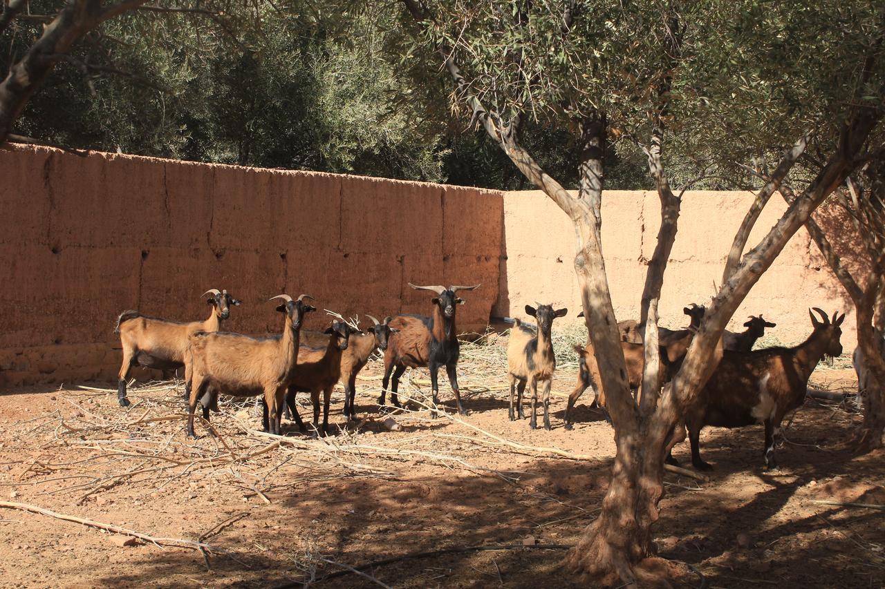 Dar Alfourssane Ferme D'Hote Ουαρζαζάτ Εξωτερικό φωτογραφία