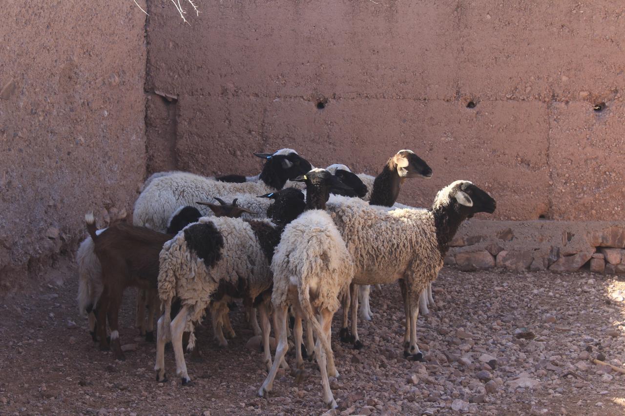 Dar Alfourssane Ferme D'Hote Ουαρζαζάτ Εξωτερικό φωτογραφία