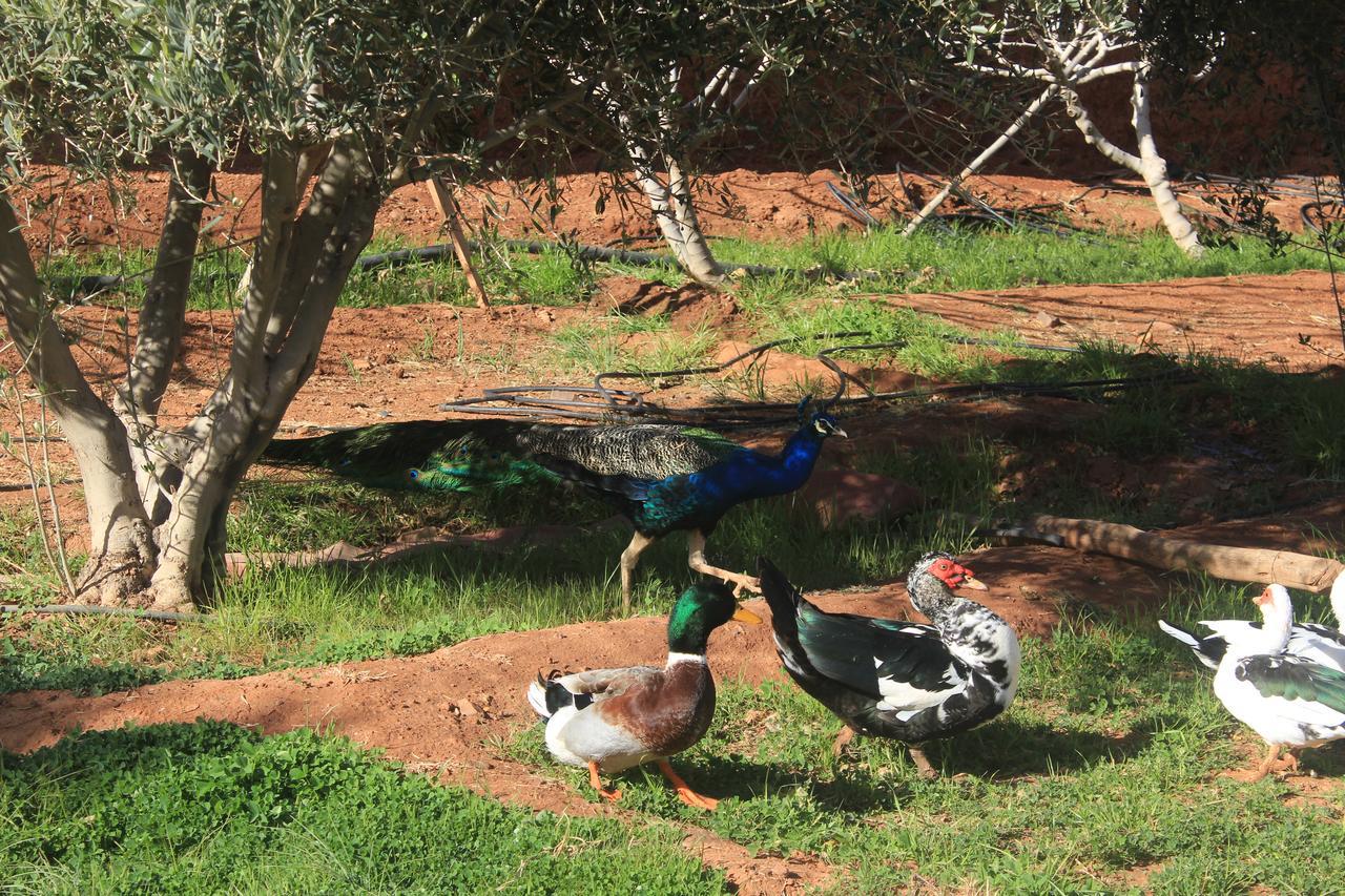 Dar Alfourssane Ferme D'Hote Ουαρζαζάτ Εξωτερικό φωτογραφία